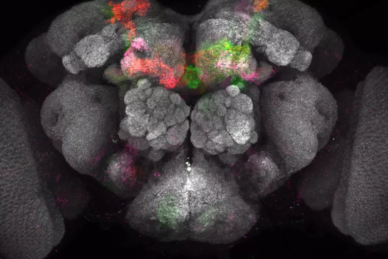 fly brain