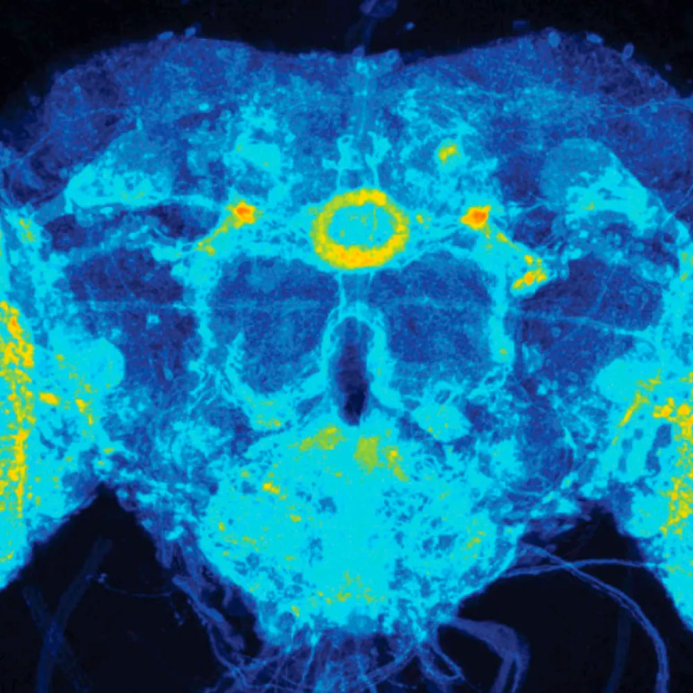 fly brain